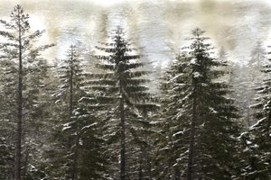 Floresta nevada no inverno