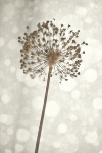 Flor delicada de alho de Christina Sillen