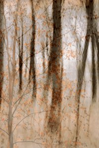 Bosques Suaves de Outono de Christina Sillen