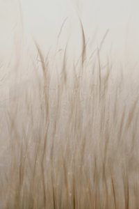 Verde-bege suave de Christina Sillen