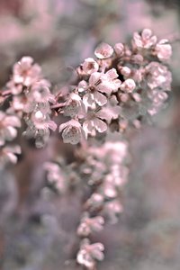 Flores de um rosa suave de Christina Sillen