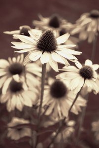Coneflowers em tons suaves de sépia de Christina Sillen