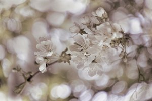 Delicadas flores da primavera