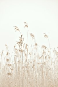 Juncos que se balançam suavemente de Christina Sillen