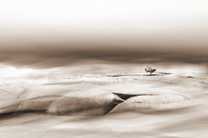 Árvore solitária no deserto de Christina Sillen