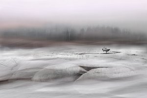 Árvore solitária de inverno de Christina Sillen