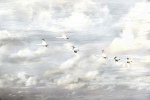 Cisnes em voo de Christina Sillen