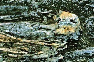 Camadas de terra texturizadas de Christina Sillen