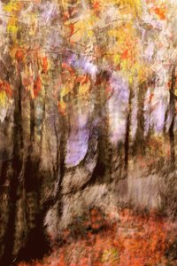 Floresta outonal vibrante de Christina Sillen