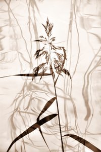 Sombras de Juncos Sussurrantes de Christina Sillen