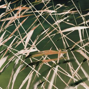 Resumo de «Whispering Reeds» de Christina Sillen