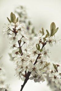 Flores brancas da primavera