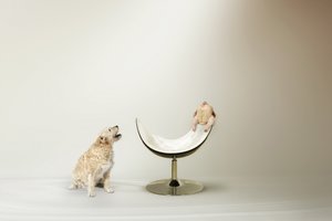 O dilema do cão com o frango