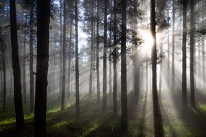 Raios de sol na floresta enevoada de Christoph Schaarschmidt
