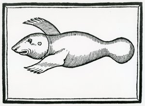 Um peixe chamado &39;Manati&39; da &39;História Geral das Índias&39; 1547