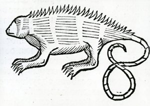 Iguana da "História Geral das Índias" 1547