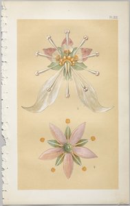 A arte do design decorativo: com um apêndice, dando as horas do dia em que as flores abrem, publicado pela Day & Son, Londres, 1862 de Christopher Dresser