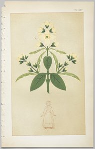 A arte do design decorativo: com um apêndice, dando as horas do dia em que as flores abrem, publicado pela Day & Son, Londres, 1862 de Christopher Dresser