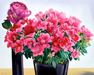 Rosa Azálea de Christopher Ryland