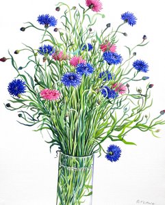 Cornflowers (aquarela em papel)
