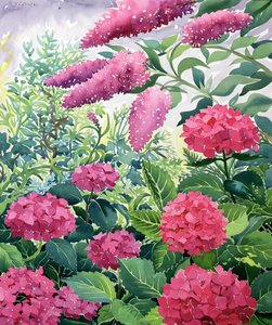 Hortênsias de jardim e Buddleia (aquarela sobre papel)