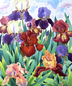 Glemsford Irises de Christopher Ryland