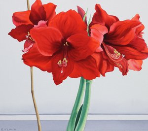 Amaryllis vermelho (aguarela sobre papel)