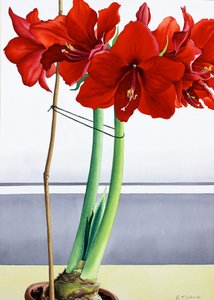 Vermelho Amaryllis 2 (aguarela sobre papel) de Christopher Ryland