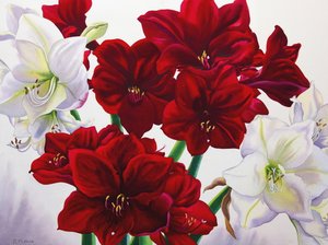 Amaryllis vermelho e branco, 2008 (wc no papel) de Christopher Ryland