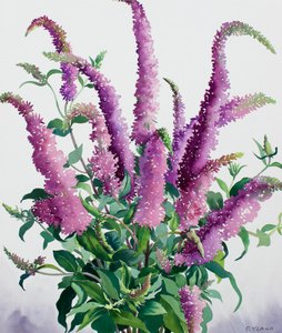 Buddleia selvagem de Christopher Ryland