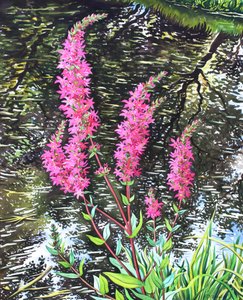 Loosestrife selvagem (aquarela sobre papel) de Christopher Ryland