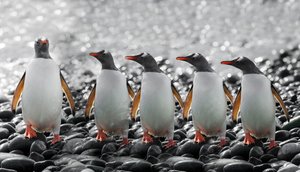 Cinco pinguins curiosos