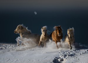 Cavalos da Neve a Galope de Chuanxu Ren