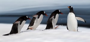 Ação do Pinguim-de-Gentoo de Chuanxu Ren