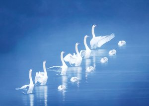 Cisnes graciosos em águas azuis