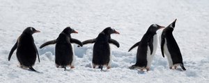 Pinguins num passeio pela neve de Chuanxu Ren