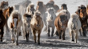 A investida dos cavalos selvagens de Chuanxu Ren