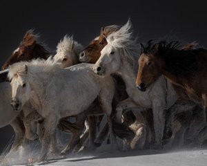 Cavalos selvagens a correr de Chuanxu Ren