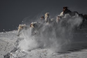 Cavalos selvagens a correr na neve de Chuanxu Ren