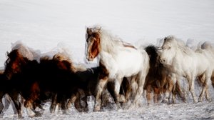 Cavalos selvagens em movimento no inverno