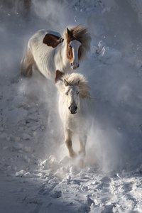 Cavalos Selvagens de Inverno de Chuanxu Ren