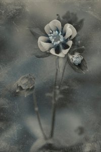  de Cicek Kiral