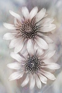  de Cicek Kiral