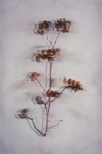  de Cicek Kiral
