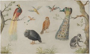 Estudo de pássaros e macacos de Circle of Jan van Kessel the Elder