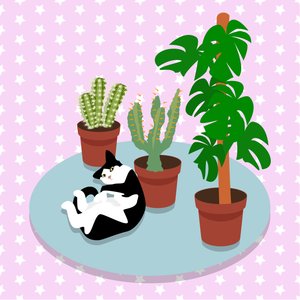 O gato e os cactos