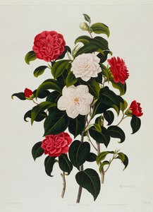 Camélia Blush de Buff ou Hume: camélia com folhas de murta, gravada por Weddell, 1819 de Clara Maria Pope