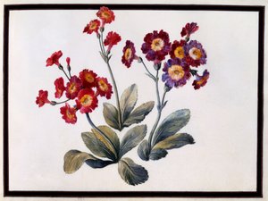 Aurícula, c. 1690 guache sobre papel.
