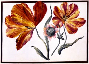 Tulipas e Anenome, c.1690