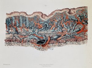 Anatomia macroscópica das mucosas do intestino, Claude Bernard, Bibl. da faculdade de medicina de Claude Bernard